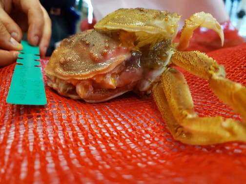 Tanner and Snow Crab Growth Study Continues