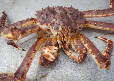 2008 Bristol Bay Red King Crab Full Survey