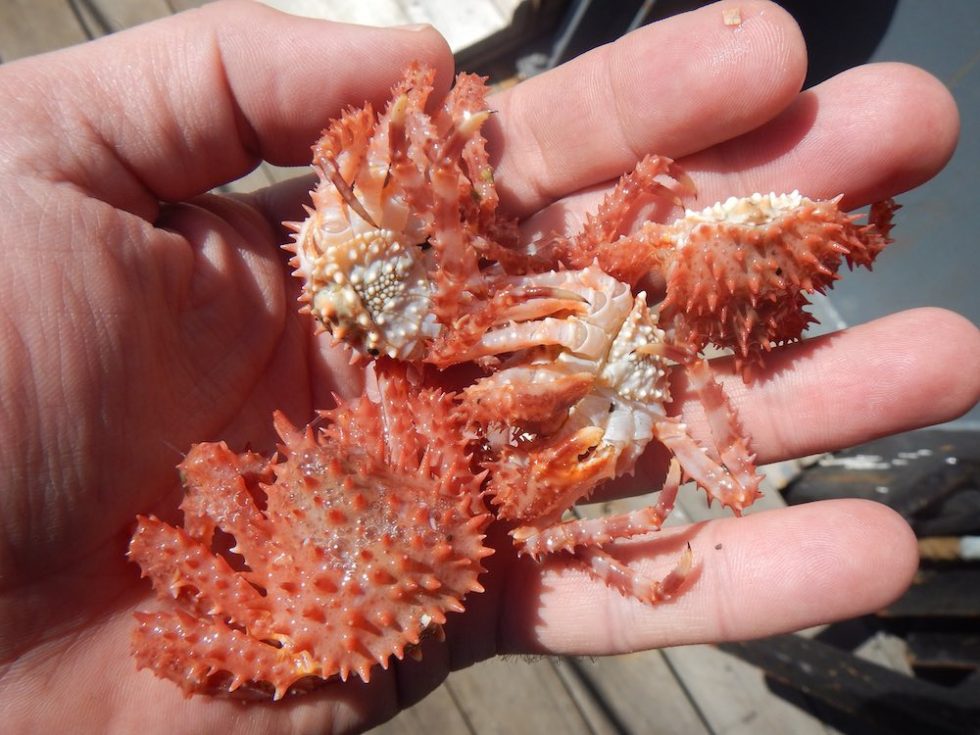 20132017 Bristol Bay Red King Crab PreRecruit Survey Bering Sea