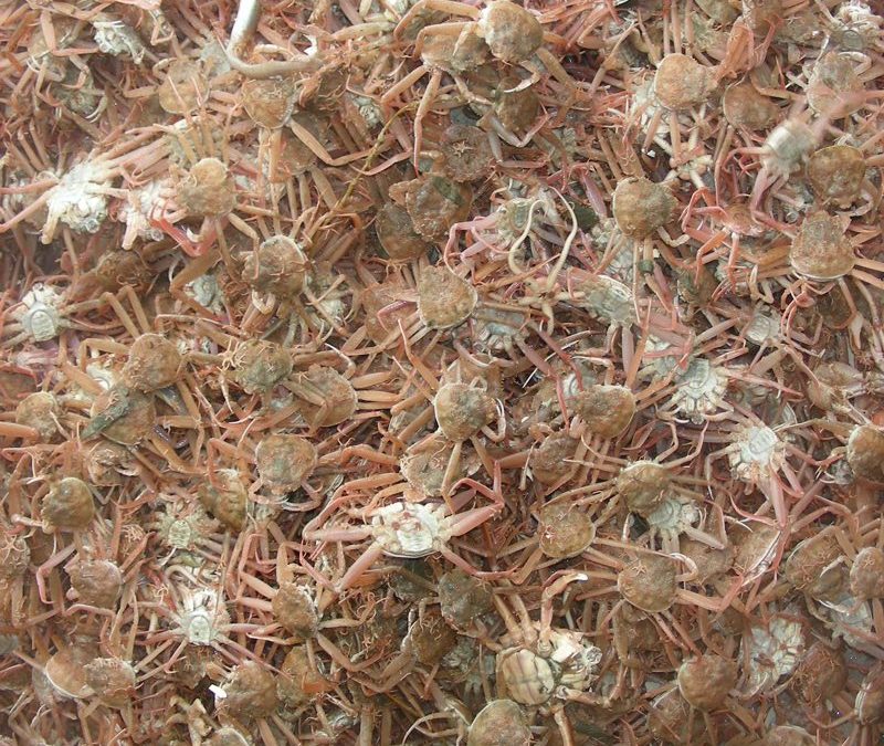 2011-2012 Snow Crab Discard Mortality Research