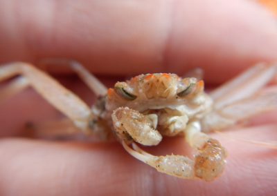 2012 Tanner Crab Growth Study
