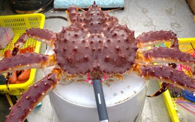 Understanding Red King Crab Movement to Reduce Bycatch