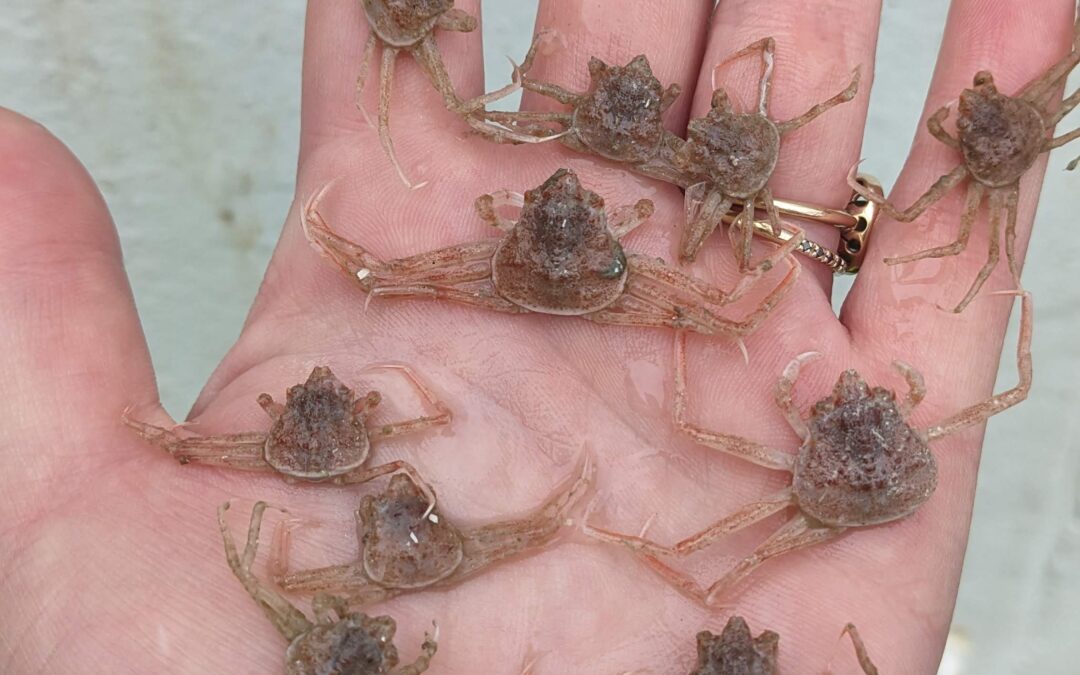 Signs of Chionoecetes Recovery?