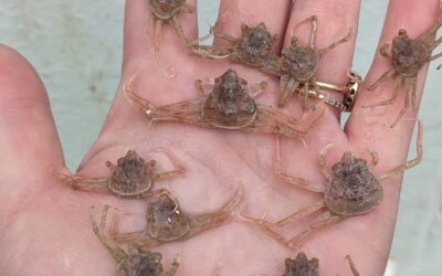 Signs of Chionoecetes Recovery?